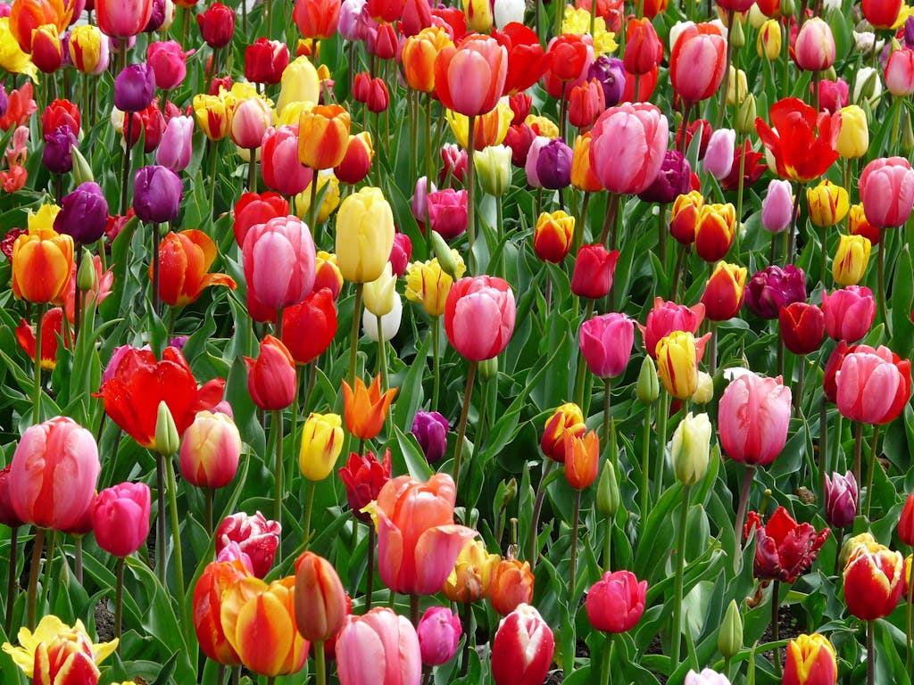 Photo by Pixabay | Motherhues A colorful array of tulips blooming in a field, showcasing the beauty of spring season.