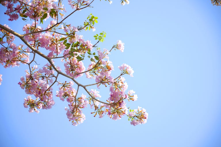 Photo by Lerkrat Tangsri | Motherhues Beautiful cherry blossoms in full bloom against a clear blue sky, capturing the essence of spring.