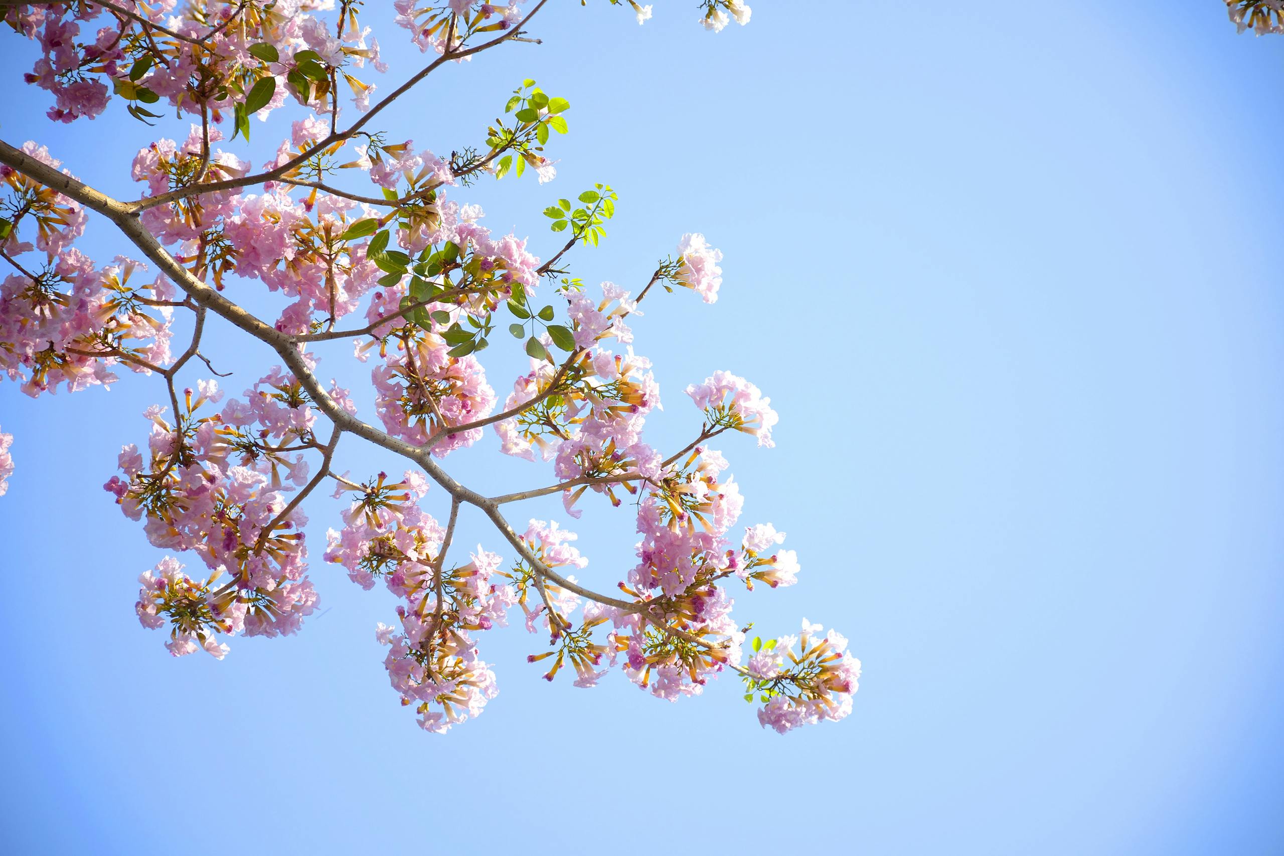 Photo by Lerkrat Tangsri | Motherhues Beautiful cherry blossoms in full bloom against a clear blue sky, capturing the essence of spring.