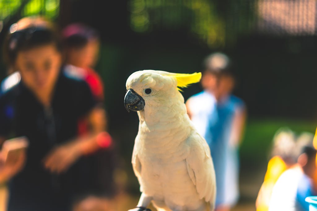 Photo by Darrel Und | Motherhues Curious Sulphur-crested Cockatoo perched with blurred people in Bali setting.